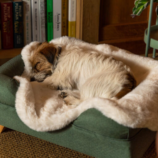 https://www.omlet.it/images/cache/512/512/luxury-sheepskin-dog-blanket-omlet_9.jpg