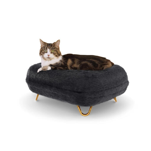 Gatto seduto su Maya donut cat bed in earl grey con Gold hairpin piedi