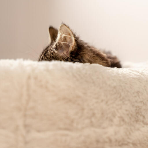 I gatti i e gattini dormono l'80% del giorno, assicuratevi che abbiano un posticino comodo per rilassarsi come la cuccia Maya Donut Mochi.