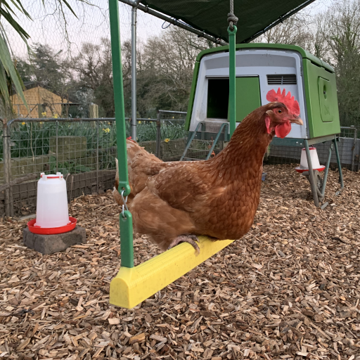 Un pollo seduto sull'altalena dei polli