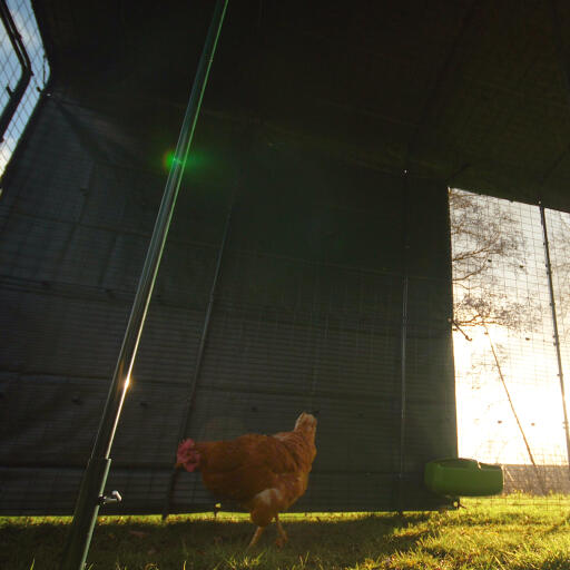 Una gallina nella sua gabbia con copertura pesante