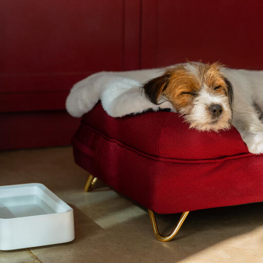 Cane che dorme sulla sua cuccia bolster