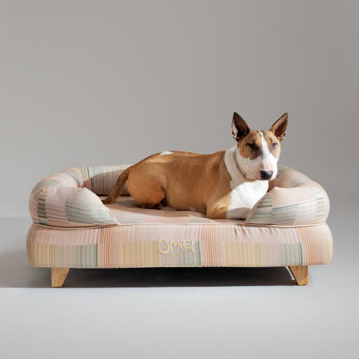 Un toro terrier che si riposa nella cuccia naturale pawsteps