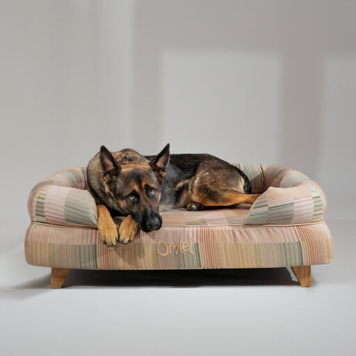 Un pastore tedesco che riposa nella cuccia naturale pawsteps