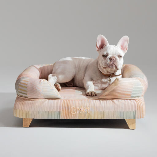 Un bulldog francese che si rilassa nella cuccia naturale pawsteps