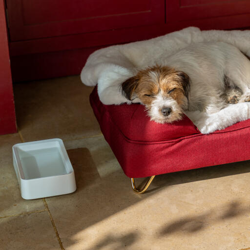 Cane che dorme sulla sua cuccia bolster