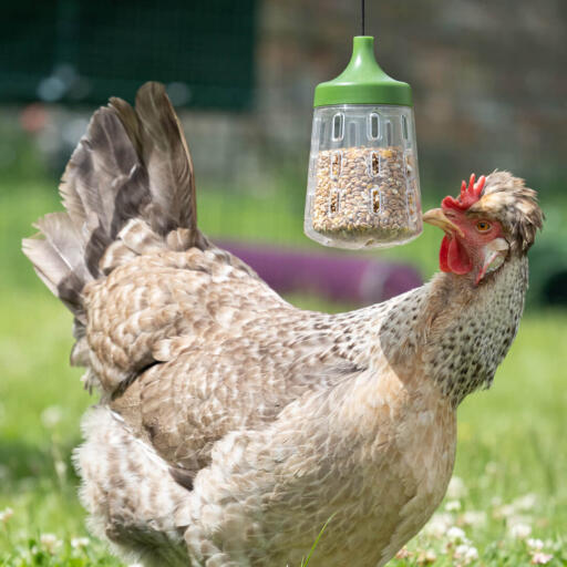 Pollo che mangia da un giocattolo da beccare