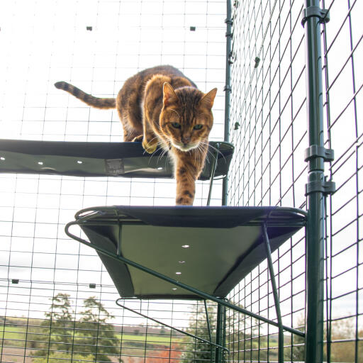 Gatto che si arrampica sulla mensola blu per gatti all'aperto nel catio all'aperto