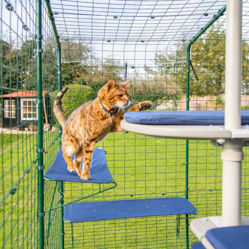 Gatto in piedi su mensola per gatti all'aperto blu in catio corsa all'aperto con fori di drenaggio visibili