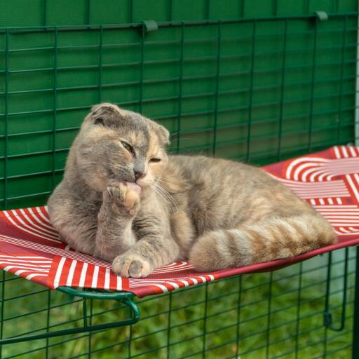 Gatto sdraiato pulizia zampa su rosso all'aperto impermeabile gatto mensola in catio