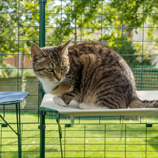 Gatto seduto sulla mensola impermeabile bianca per gatti nel catio all'aperto