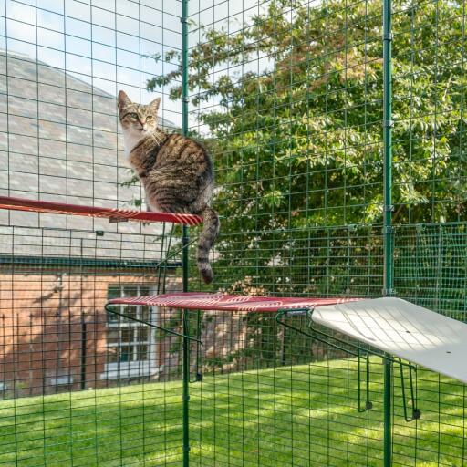 Gatto seduto sulla mensola rossa impermeabile per gatti nel catio all'aperto