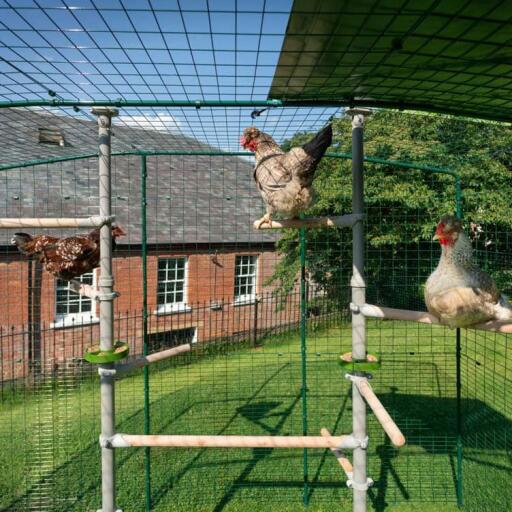 Polli seduti trespoli di Poletree in walk in chicken run