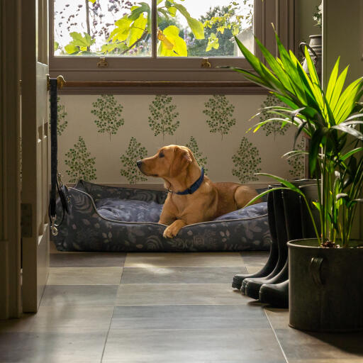 Retriever in un letto di nido Omlet nella foresta modello autunnale