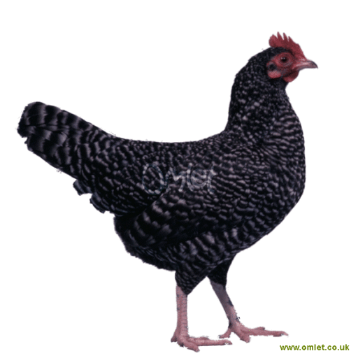 Femmina bantam