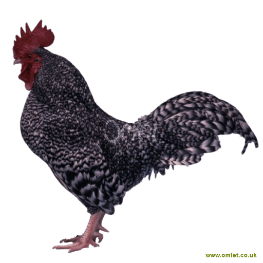 Bantam maschio