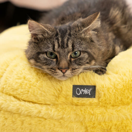 Test del gatto