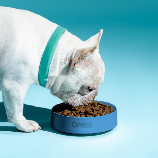 Bulldog francese bianco che mangia da una ciotola per cani Omlet in una tempesta di colori