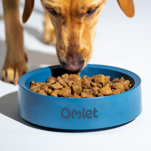 Retriever che mangia da una ciotola per cani Omlet in una tempesta di colori