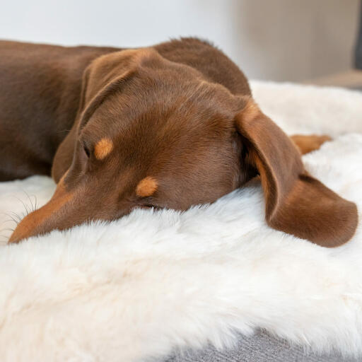 Primo piano di bassotto che dorme su Omlet Topology letto per cani con topper in pelle di pecora