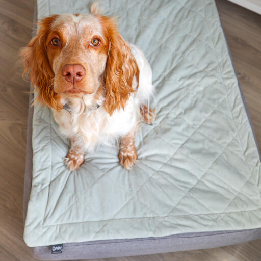 Cane in un letto per cani Luxury Topology 