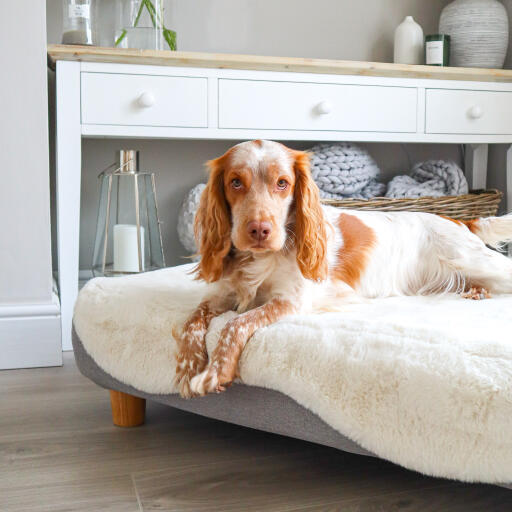 Topology cuccia per cani con topper in pelle di pecora bianca