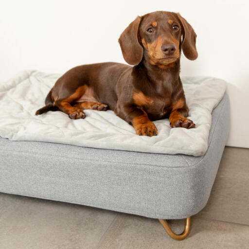 Bassotto seduto su Omlet Topology cane letto con copertura trapuntata e Gold piedi tornanti