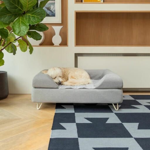 Cane che dorme su Omlet Topology letto per cani con bolster topper grigio e piedi a forcina bianchi