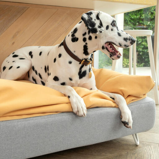 Cane dalmata seduto su Omlet Topology cane letto con topper beanbag e piedi bianchi tornanti