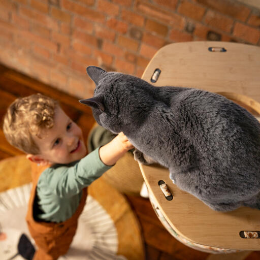 Bambino che raggiunge un gatto in un'amaca per gatti al chiuso Freestyle 