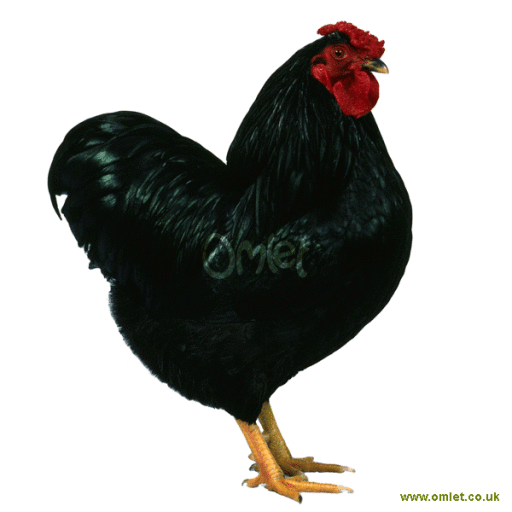 Maschio nero bantam