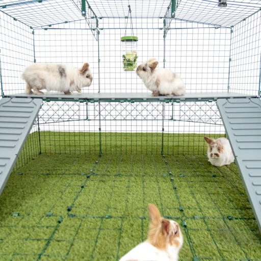 Omlet Zippi box per conigli con piattaforme Zippi, Caddi portaoggetti e conigli