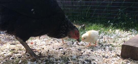 La cosa più bella che vedrai quando allevi i polli è il legame tra una mamma chioccia e i suoi pulcini.