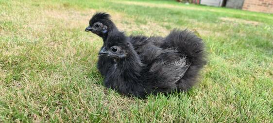 Silkie Pair