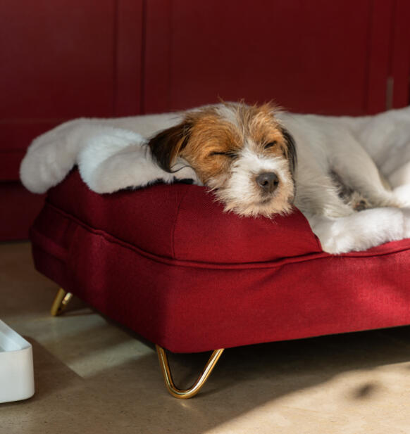 Cane sdraiato su una coperta accogliente su un letto a baldacchino rosso