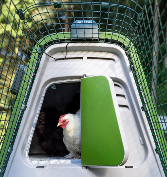 Gallina che esce da un pollaio Eglu Go utilizzando la porta automatica del pollaio