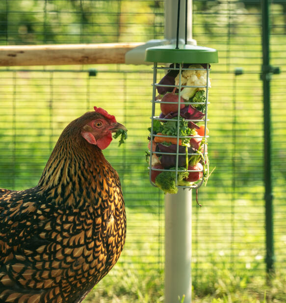 Primo piano di un pollo che mangia le verdure da Caddi peck toy all'interno di Omlet walk in run.