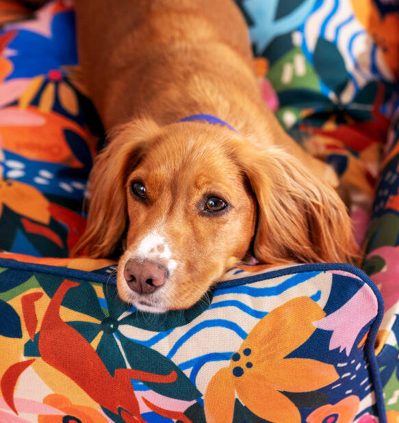 Cane comodamente sdraiato in un letto a nido dai motivi vivaci