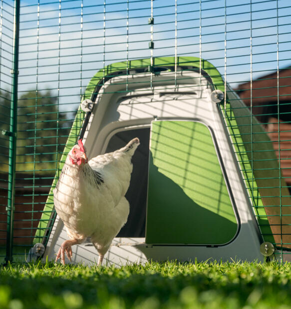 Un pollo bianco che esce da un pollaio Eglu Go 