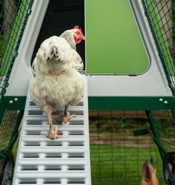 Pollo bianco che sale la scala nel pollaio Eglu Go up