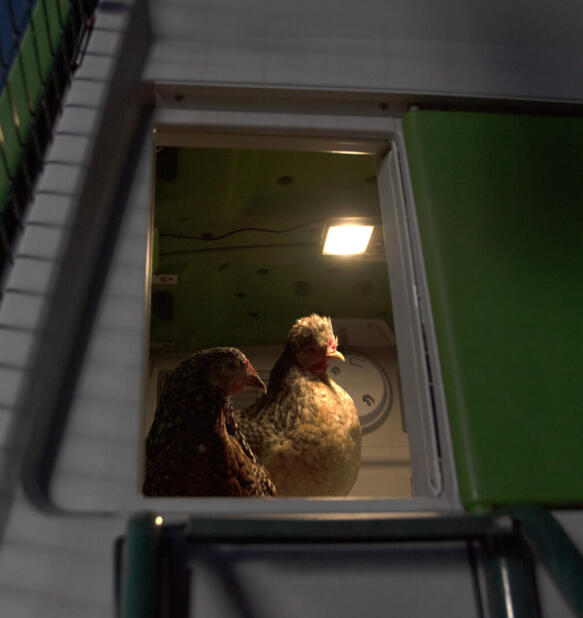 Polli in un pollaio con una luce per pollaio