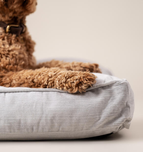 Primo piano di un cane che riposa sulla cuccia di velluto a coste con cuscino di ciottoli
