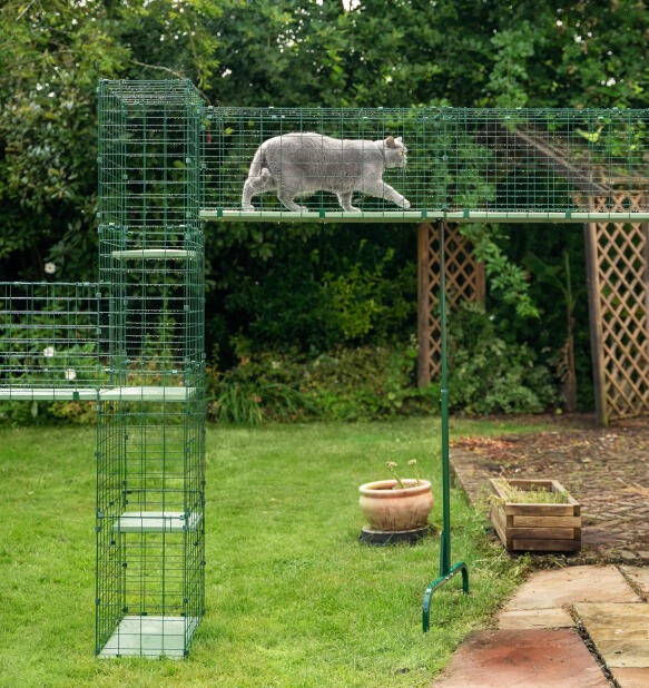 Gatto di grandi dimensioni che utilizza il tunnel per gatti Omlet con passerella per gatti con supporto