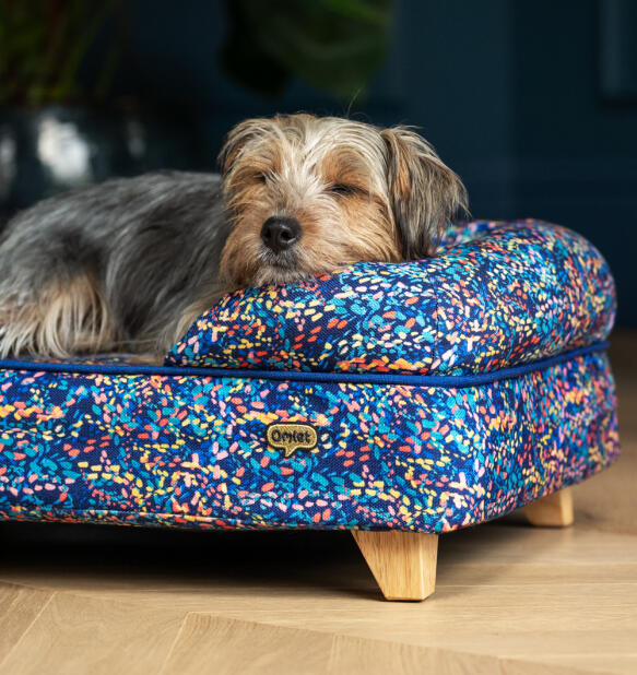 Cane piccolo e trasandato che riposa la testa sul lato di un letto per cani con imbottitura a motivi neon