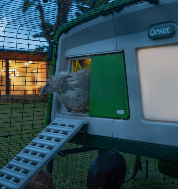 Galline che si arrampicano in un pollaio Eglu pro con un Autodoor intelligente con luce del pollaio