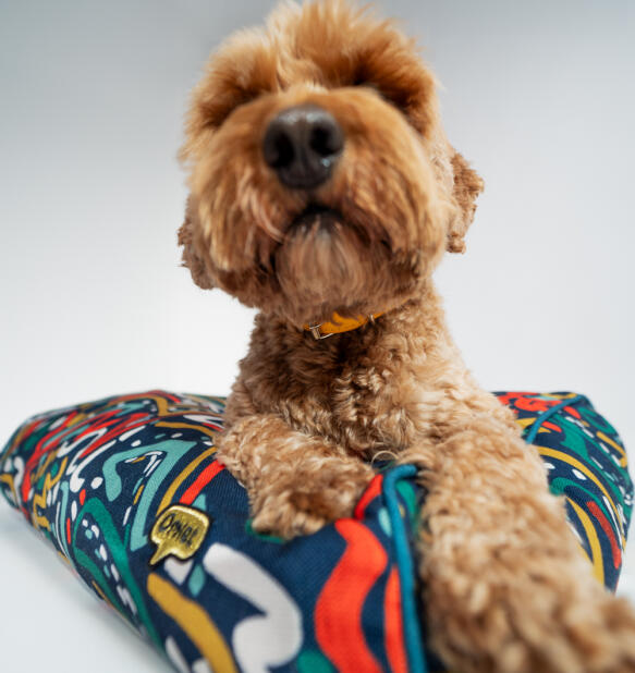 Labradoodle marrone su cuscino per cani