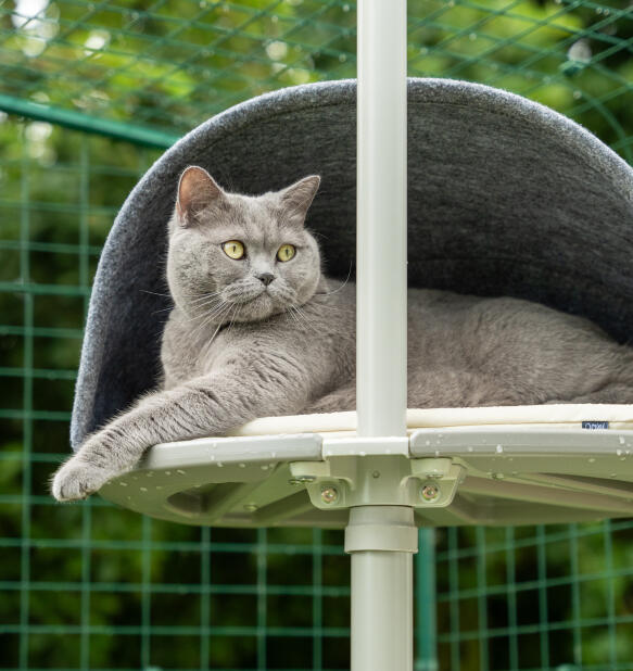 Gatto grigio che riposa in una tana all'aperto Freestyle 