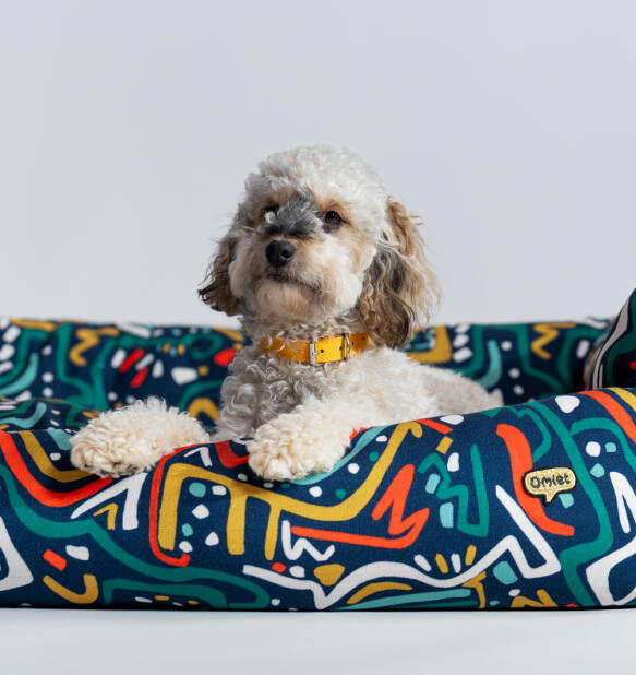 Cane sdraiato su un letto a nido Omlet nella stampa zoomies
