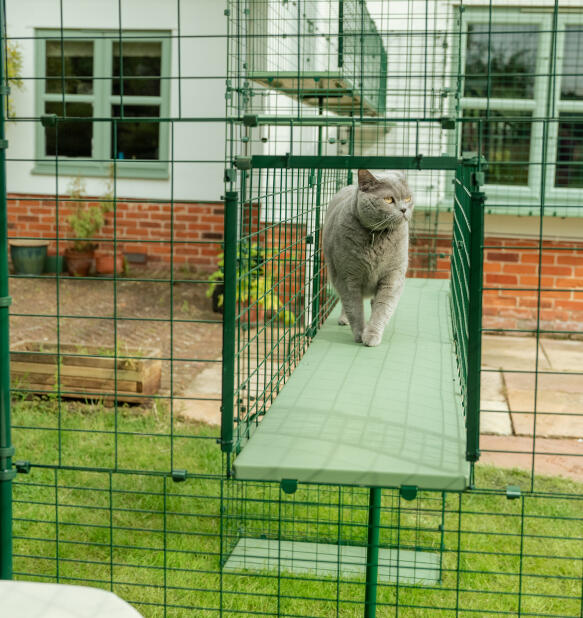 Gatto grigio di grandi dimensioni nel sistema di tunnel catio Omlet 