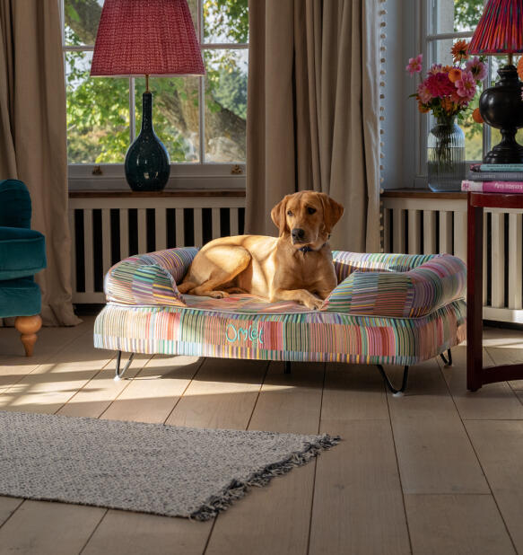 Labrador seduto su un grande letto per cani con stampa elettrica a zampette colorate.